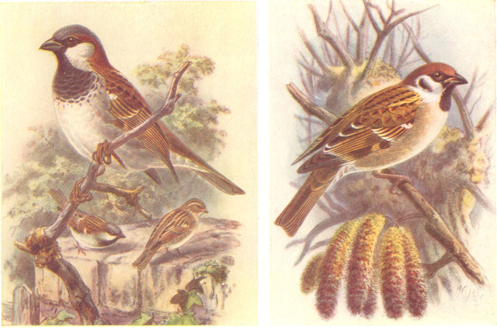 BRITISH BIRDS. House-Sparrow; Tree-Sparrow. THORBURN 1925 old vintage print